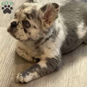 Prada, French Bulldog Puppy