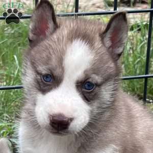 Willow, Siberian Husky Puppy