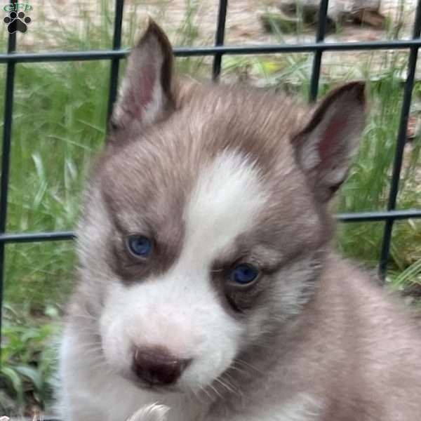 Willow, Siberian Husky Puppy