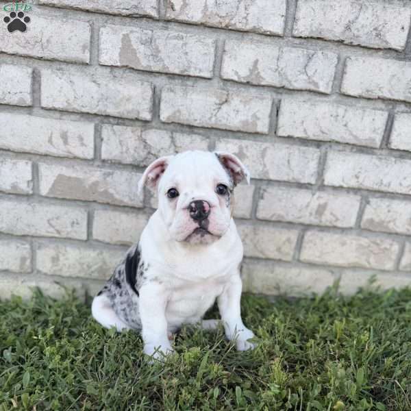 Lucy, Beabull Puppy