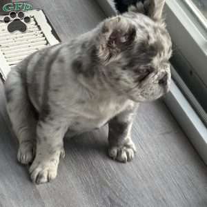 Prada, French Bulldog Puppy