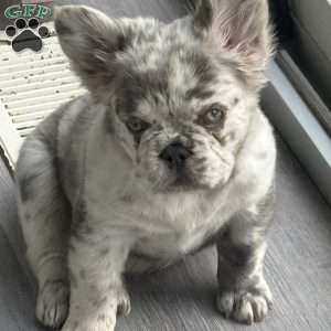 Prada, French Bulldog Puppy