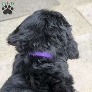 Leo, Golden Mountain Doodle Puppy