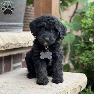Leo, Golden Mountain Doodle Puppy