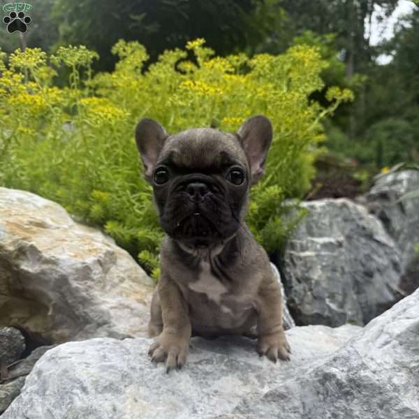Brooklyn, French Bulldog Puppy