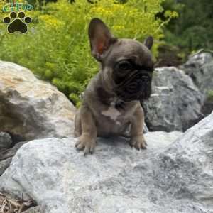 Brooklyn, French Bulldog Puppy