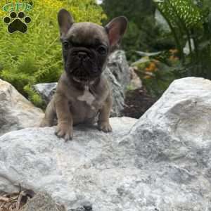 Brooklyn, French Bulldog Puppy