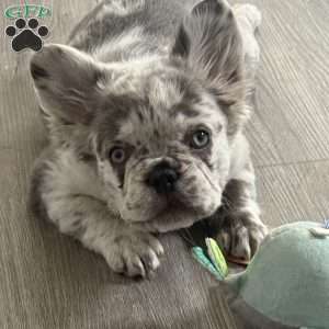 Prada, French Bulldog Puppy
