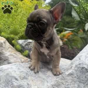 Brooklyn, French Bulldog Puppy