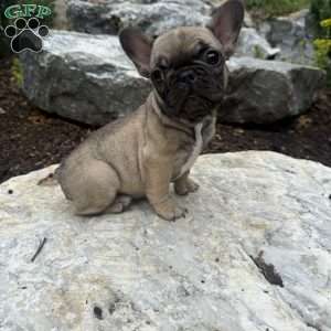 Biddy, French Bulldog Puppy