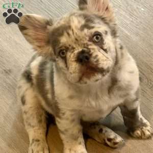 Prada, French Bulldog Puppy