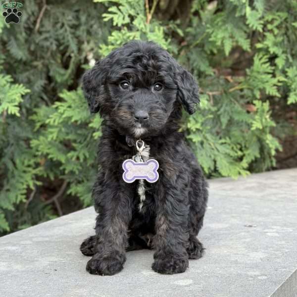 Leo, Golden Mountain Doodle Puppy