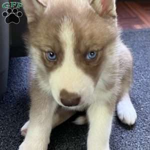 Maverick, Siberian Husky Puppy