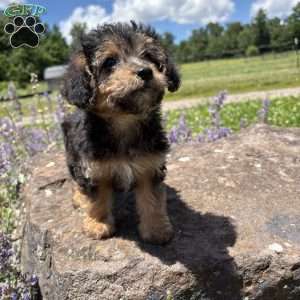 Judy Hops, Morkie-Poo Puppy