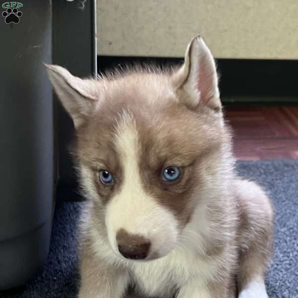 Maverick, Siberian Husky Puppy