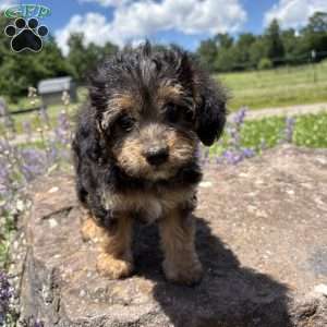 Judy Hops, Morkie-Poo Puppy