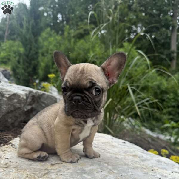 Biddy, French Bulldog Puppy