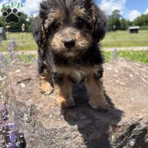 Judy Hops, Morkie-Poo Puppy