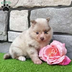 Sugar, Pomeranian Puppy