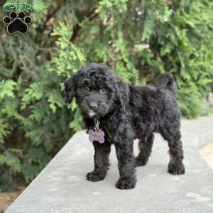 Leo, Golden Mountain Doodle Puppy