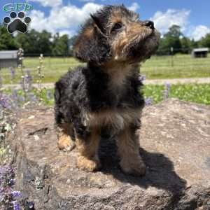 Judy Hops, Morkie-Poo Puppy