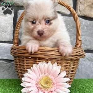 Sugar, Pomeranian Puppy