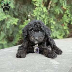 Leo, Golden Mountain Doodle Puppy