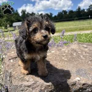 Judy Hops, Morkie-Poo Puppy