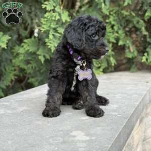 Leo, Golden Mountain Doodle Puppy