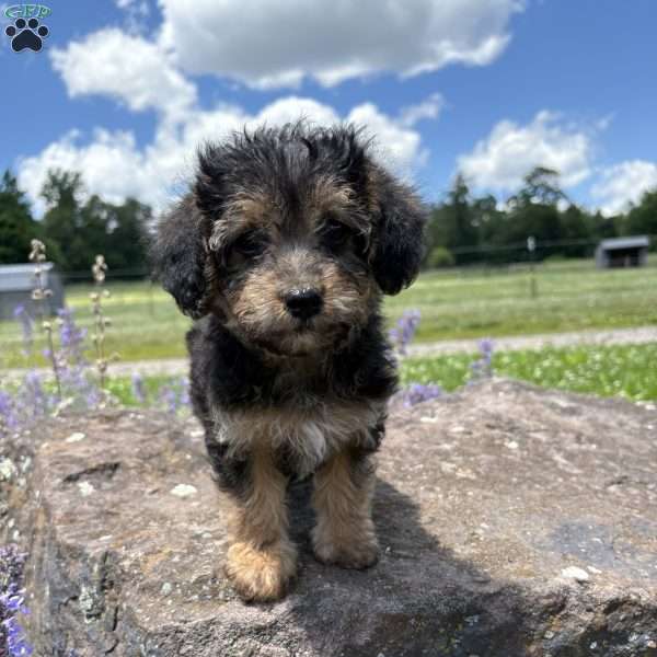 Judy Hops, Morkie-Poo Puppy