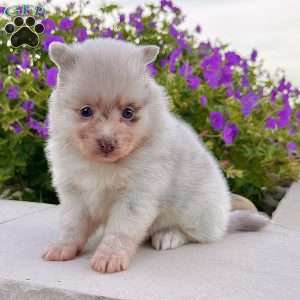 Sugar, Pomeranian Puppy