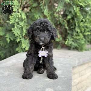 Leo, Golden Mountain Doodle Puppy