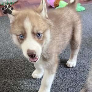 Maverick, Siberian Husky Puppy
