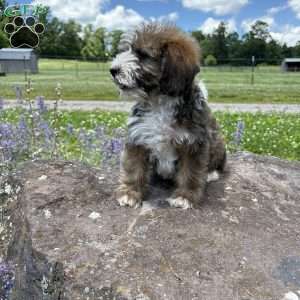 Nick Wild, Miniature Poodle Mix Puppy