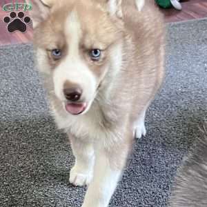 Maverick, Siberian Husky Puppy