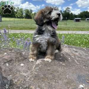 Nick Wild, Miniature Poodle Mix Puppy