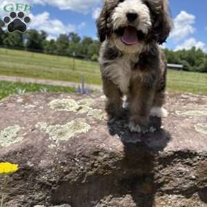 Nick Wild, Miniature Poodle Mix Puppy