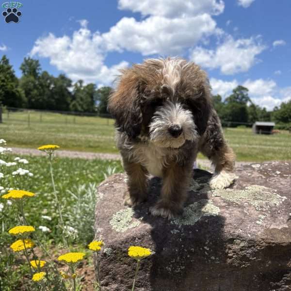 Nick Wild, Miniature Poodle Mix Puppy