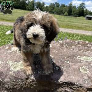 Nick Wild, Miniature Poodle Mix Puppy