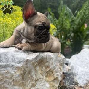 Biddy, French Bulldog Puppy