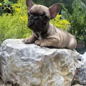 Biddy, French Bulldog Puppy