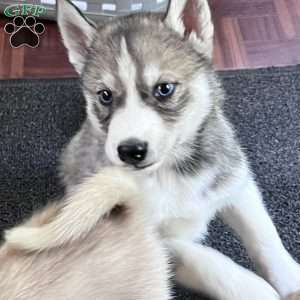 Maverick, Siberian Husky Puppy