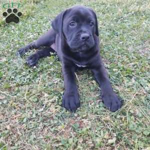 Anne, Boxador Puppy