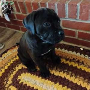 Anne, Boxador Puppy