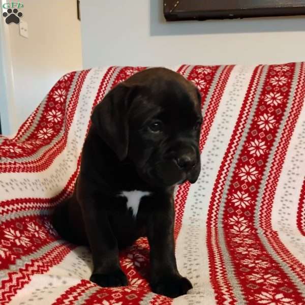 Clark, Boxador Puppy