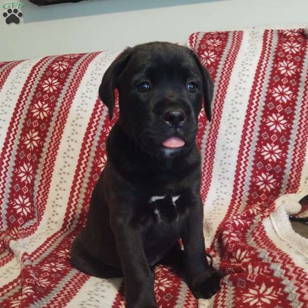 Taki, Boxador Puppy