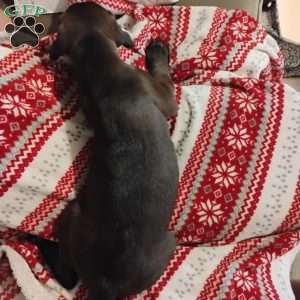 Peanut, Boxador Puppy