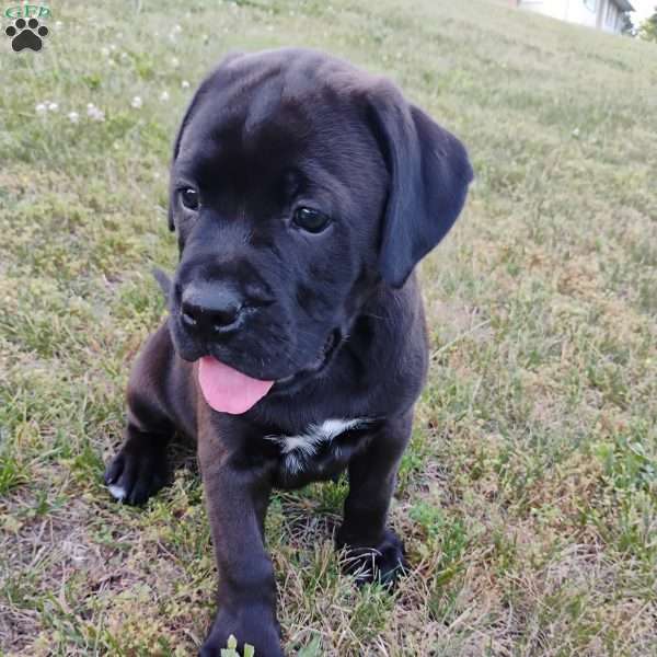 Lewis, Boxador Puppy