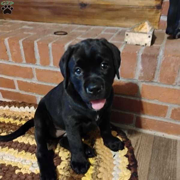 Daisy, Boxador Puppy