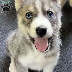 Maverick, Siberian Husky Puppy